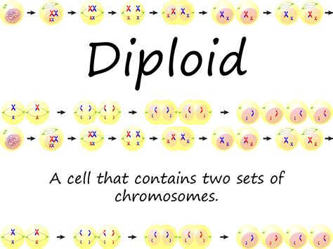 Meiosis Vocabulary Cards Word Wall | Teaching Resources