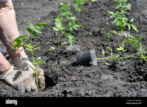 Gardener Planting A Tomato Seedling In The Vegetable Garden Stock Photo