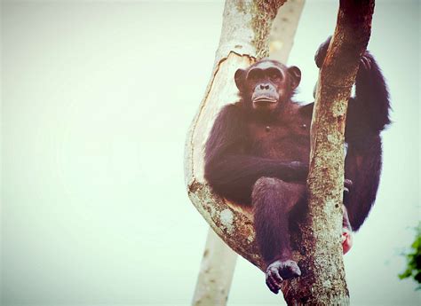 Chimpanzee Monkey In Open Zoo Free Stock Photo Public Domain Pictures