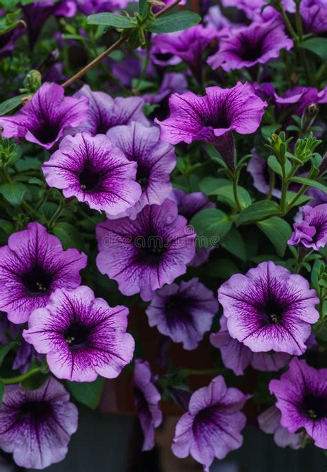 Bouquet of Purple Petunias in a Flower Pot Stock Image - Image of ...