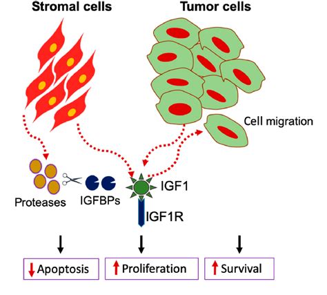 Figure 1 From Role Of Tumor And Stroma Derived Igf Igfbps In Pancreatic