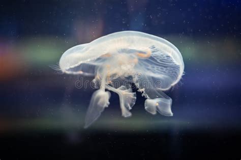 Jellyfish detailed closeup stock photo. Image of fish - 185495806