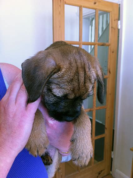 Ted The Border Terrier Dob May Manx Scenes Photography