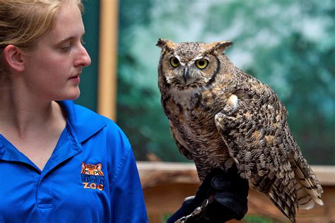 Great Horned Owl - Connecticut's Beardsley Zoo