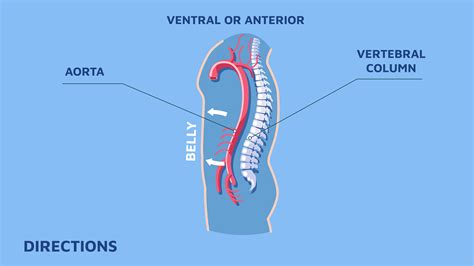 Directions Anatomy on Behance