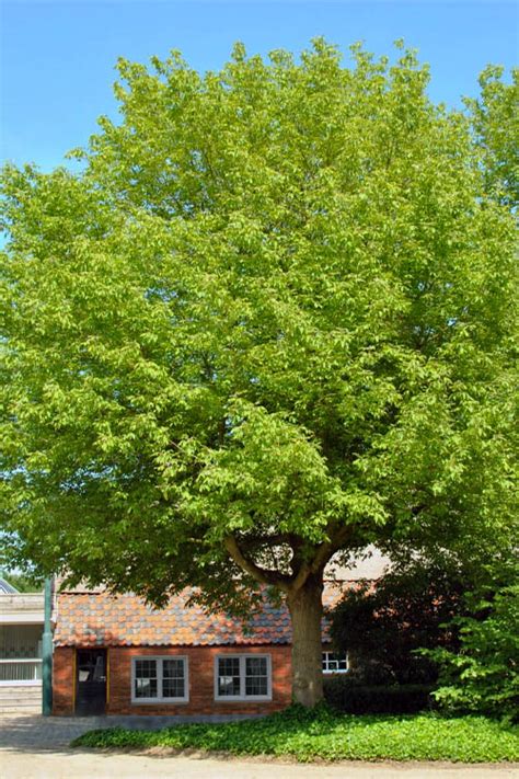 Acer Negundo Tree