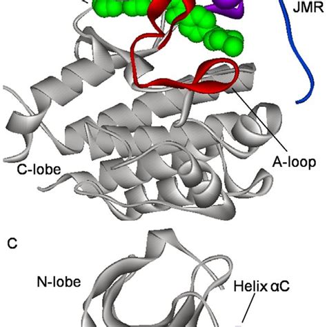 Chemical Structure Of Imatinib And Its Binding Modes To C Kit And Abl Download Scientific