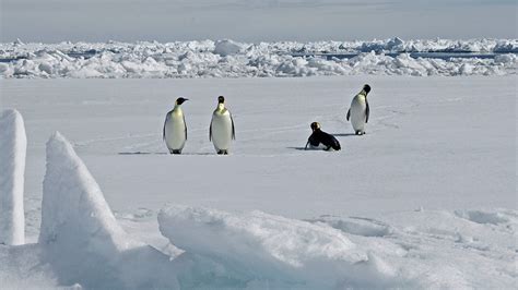 Satellite images of emperor penguin poop reveal new colonies | Science News