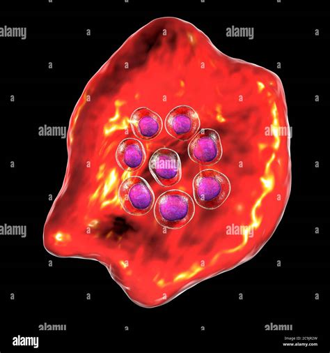 Plasmodium Ovale Morphology