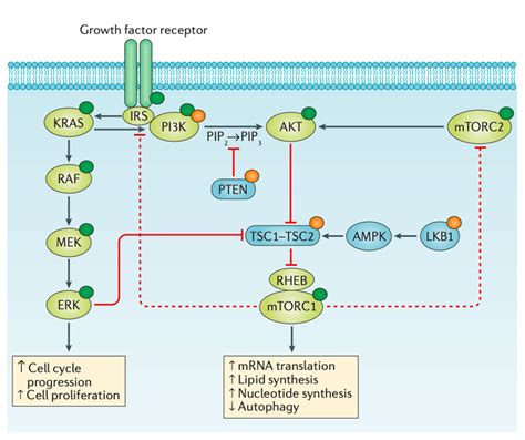 MAPK And PIK3 AKT MTOR Patway Activation By Tyrosine Kinase Receptors