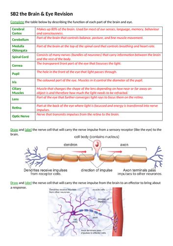 Edexcel Sb2 The Brain And Eye Revision Teaching Resources