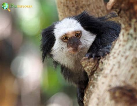 White Headed Marmoset Characteristics Callithrix Geoffroyi Diet Bioexplorer