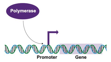 Promoter Nc Dna Day Blog