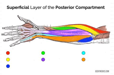 Muscles of the Extensor Side Flashcards | Quizlet