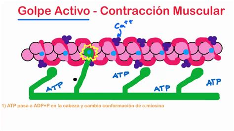 Fisiología Contracción muscular Parte 6 Golpe activo y propiedad