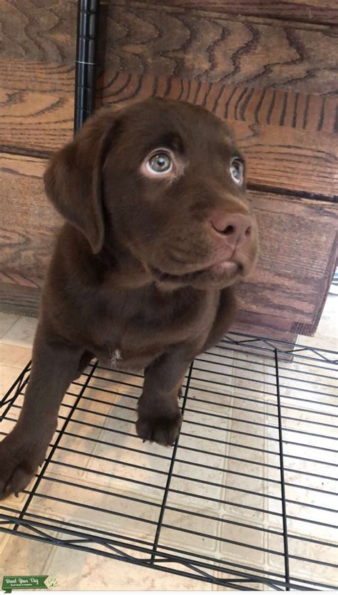 Chocolate Lab Stud - Stud Dog Sacramento - Breed Your Dog