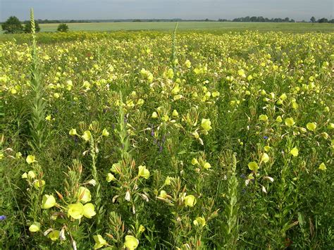 Oenothera Biennis Gemeine Nachtkerze Ber Samen Ebay