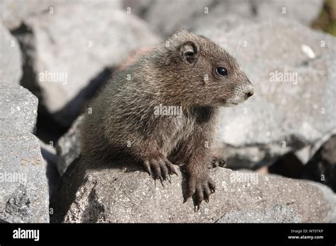 Petite Marmotte Mignonne Banque De Photographies Et Dimages Haute