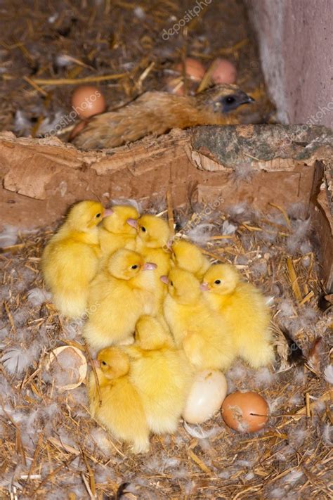 Ducklings of muscovy duck — Stock Photo © Copit1606 #4500061