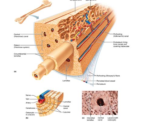 microscopic structure of compact bone Diagram | Quizlet