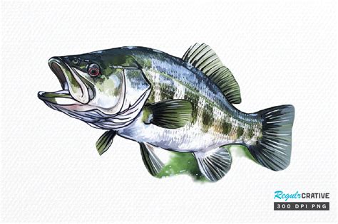 Bass Fishing Watercolor Art Clipart Png Graphic By Regulrcrative