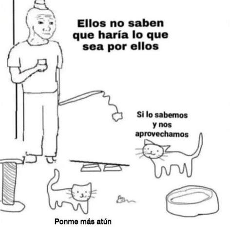 Meme De Gatos Meme Subido Por Mistercacharras Memedroid