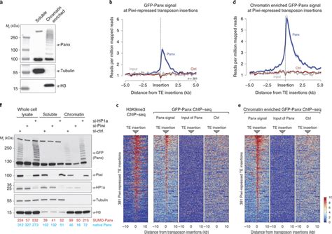 Sumoylation Of Panx At Chromatin Depends On Piwi A Western Blot