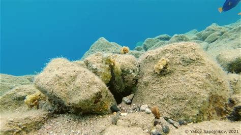 lonely octopus youtube
