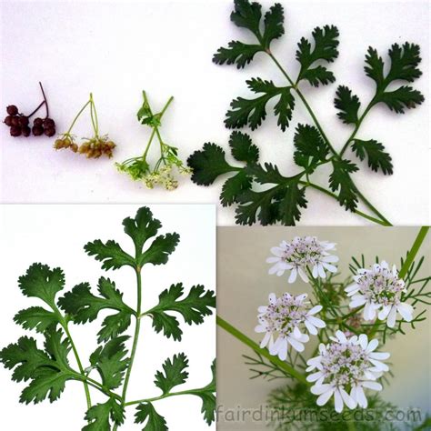 Coriander Cilantro Coriandrum Sativum Seeds Fair Dinkum Seeds