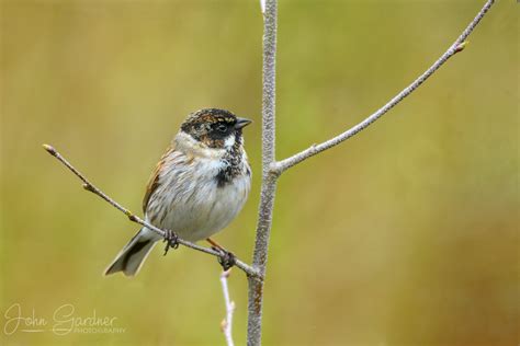 Immature male reed bunting » wildscenes.com