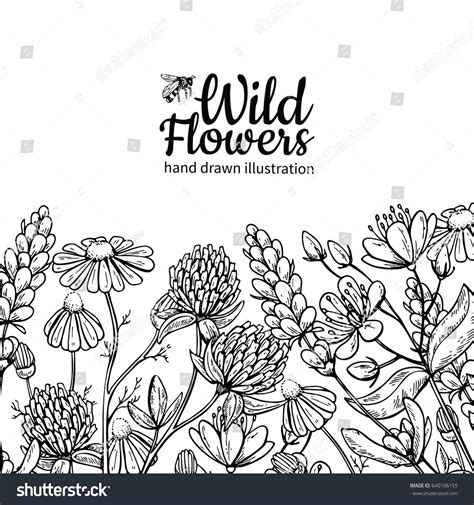 Wild Flowers Vector Drawing Set Isolated Stock Vector (Royalty Free ...