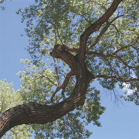 Poplar, Eastern Cottonwood (Populus deltoides) - MyGardenLife