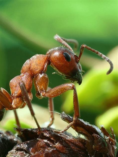 Top Ten Most Dangerous Ants In The World