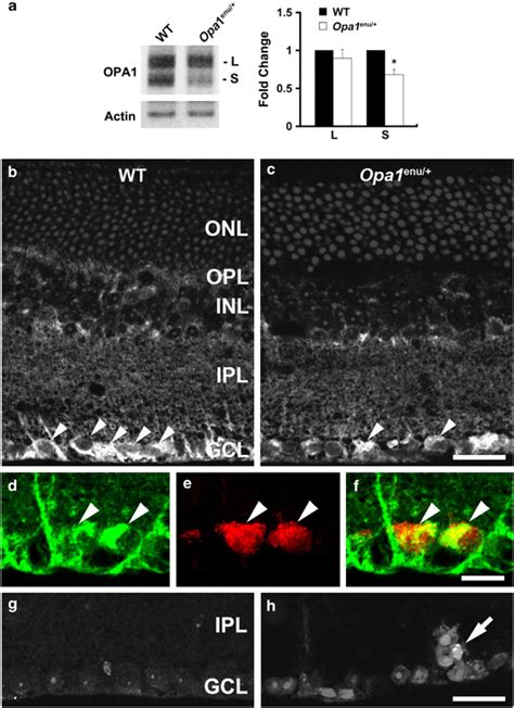 Opa1 Mutation Reduces Opa1 Protein Expression And Induces Apoptotic