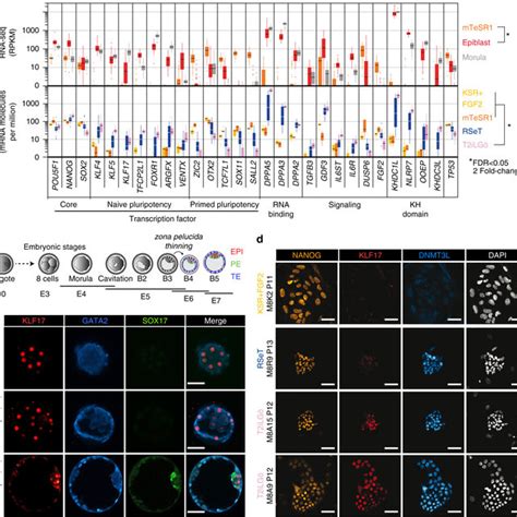 Hinpscs In T2ilgö Achieve The Most Naive Pluripotency Hallmarks The