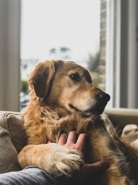 Las enfermedades bucales más comunes en perros