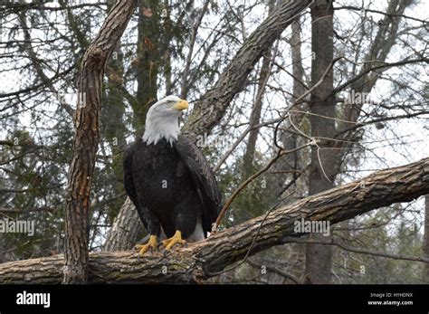 American bald eagle feet hi-res stock photography and images - Alamy