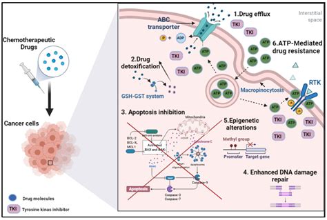 Biomedicines Free Full Text Targeting Drug Chemo Resistance In