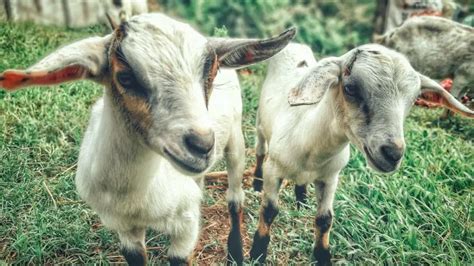 Raising Goats A Complete Guide For Beginners Thegearhunt