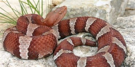 Wild About Texas Copperheads Use Tails For Hunting