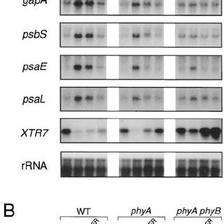 Northern Blot Analysis A And Rt Pcr Analysis B Of Red Far Red