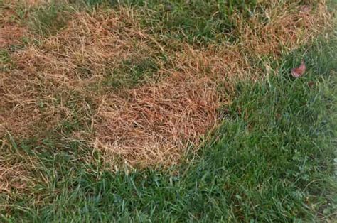 How to Get Rid of Grubs in Lawn: 7 Natural Ways (2024) | CrabgrassLawn