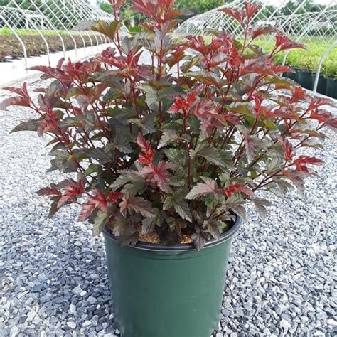 Lady In Red Ninebark Grown By Overdevest