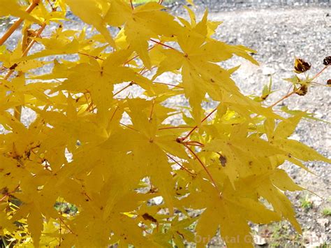 Japanese Maple Coral Bark Al S Garden Home Off