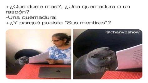 Los Memes De Gatos Más Populares Del 2019 ¿cuál Es Tu Favorito