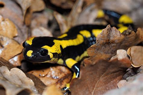 Salamandre Tachet E Salamandra Salamandra Em Salamand Flickr