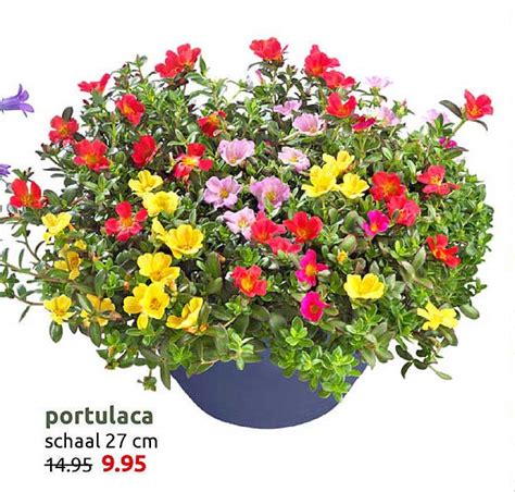 Portulaca Aanbieding Bij DekaTuin 1Folders Nl