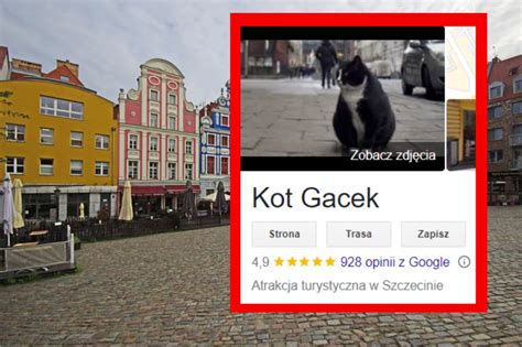 Kot Gacek Legend Szczecina Wiatowe Media Rozpisuj Si O Polskim