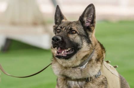 German Shepherd Dogs in the Military: A Brief Historical Overview - MWDTSA