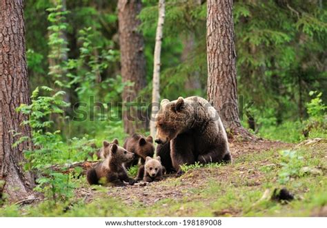 Bear Cubs Forest Stock Photo 198189008 | Shutterstock